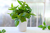A bunch of fresh basil in a pot by a window.