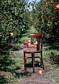 Ripe pomegranates in a wooden box on an old chair in the garden. Pomegranate season. Spain, sunlight, organic fruit