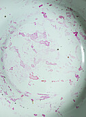 White enamel plate with beetroot juice stain close up
