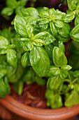 Closeup of home grown potted culinary herb, Basil, also used as a companion plant in vegetable gardens.