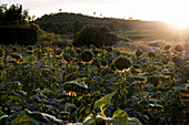 Feld mit Sonnenblumen bei Sonnenuntergang im Gegenlicht. Stimmungsvolles Foto von reifen Sonnenblumen