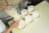 Anonymous person a fresh cheese curds are poured into molds for forming individual cheeses in a cheese makers workshop