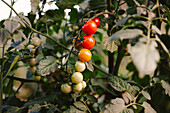 Bunch of fresh tomatoes growing on plant branch on sunny day in garden