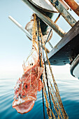 Red Scorpaena Scrofa hanging in net on winch on trawler during traditional fishing in Soller near Balearic Island of Mallorca