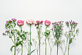 Floraler Hintergrund mit verschiedenen Blumen mit rosa und lila Blütenblättern und grünen Blättern auf weißem Hintergrund. Ansicht von oben