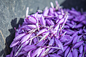 Blick von oben auf einen Haufen frisch geernteter Safranblüten, die auf einer dunklen Schieferplatte ruhen und die leuchtend violetten Farbtöne und die zarte Textur des Gewürzes zur Geltung bringen