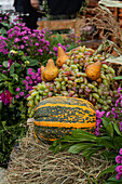A vibrant display of fresh fruits, flowers, and a striped pumpkin on hay in garden.