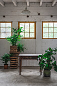 Wooden boxes with green potted plants placed against white brick wall with windows in light studio