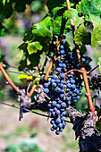 Bunches of fresh grapes growing on vine on blurred background of Saperavi grape variety of Georgia on sunny day