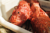 Frischer, ungekochter Wolfsbarsch in einem weißen Behälter unter Sonnenlicht in Soller während der traditionellen Fischfangzeit