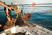 Körperteil eines männlichen Fischers mit Scorpaena Scrofa im Netz beim traditionellen Fischfang in Soller auf der Baleareninsel Mallorca