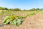 Field with young vegetable plants growing, supported by wooden stakes under a clear blue sky