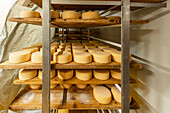 Wheels of cheese age on wooden shelves in a cheese makers curing room highlighting the ripening stage