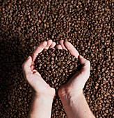 Top view of unrecognizable person with handful filled by brown aromatic coffee beans against roasted grains