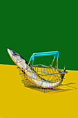 Side view of fish in metal basket placed on yellow table against green wall