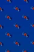 Top view of pattern of whole sweet crystal candies arranged on blue background