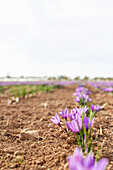 Feld mit einer Reihe zarter Safranblüten im Boden, vor unscharfem Hintergrund während der Erntezeit