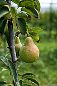 Unripe pears on trees in the end of summer almost ready for harvesting against blurred background