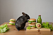 Liebenswertes schwarzes Chinchilla sitzt auf Holztisch mit Burgern mit Avocado und Flasche Saft