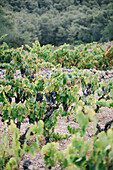 Bunches of fresh grapes growing on lush vines in vineyard in agricultural plantation at countryside during daytime