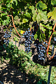 Frische Weintrauben an der Rebe auf unscharfem Hintergrund der georgischen Rebsorte Saperavi an einem sonnigen Tag