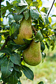 Unripe pears on trees in the end of summer almost ready for harvesting against blurred background