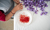 A person meticulously harvests saffron stigmas from purple crocus flowers, placing them on a white plate