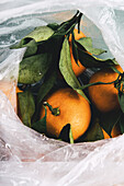 Nahaufnahme von frisch gepflückten Orangen mit grünen Blättern, eingebettet in eine durchsichtige Plastiktüte, Feuchtigkeit perlt an der Oberfläche ab
