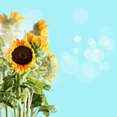 Pretty sunflowers with green stems and leaves standing at blue sky background with sunlight and bokeh. Seasonal summer backdrop. Front view with copy space.