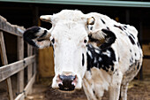 Close up portrait of a dairy Friesian cow on a rural farm outdoors