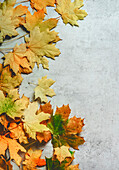 Herbstlicher Hintergrund mit gelben und orangefarbenen Ahornblättern, Ansicht von oben