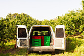 Van with green and red plastic crates stacked inside of open trunk at organic green orchard with cherry trees on sunny day