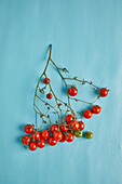 Top view of bunch of fresh ripe and unripen cherry tomatoes placed on blue background