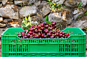 Green crate full of fresh harvested red cherries near stone wall at organic plantation on sunny day