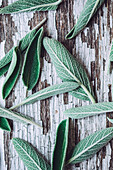 Draufsicht auf viele verschiedene frische grüne Salbeiblätter, die auf einer schäbigen Holzunterlage liegen