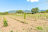 Feld mit jungen Gemüsepflanzen, die von Holzpfählen gestützt werden, unter blauem Himmel