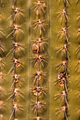 Abstract background of growing green cactus covered with even rows of sharp prickles