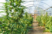 Nahaufnahme von grünen Cannabispflanzen mit dünnen Blättern, die in einem Gewächshaus in der pharmazeutischen Industrie wachsen