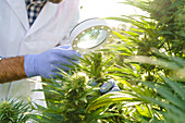 Schnittansicht eines anonymen jungen Spezialisten, der grüne Hanfpflanzen mit einer Lupe analysiert, während er im Gewächshaus eines pharmazeutischen Labors arbeitet