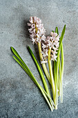 From above flat lay of color hyacinth flowers on concrete background