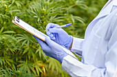 Crop view of anonymous female specialist wearing medical uniform and gloves examining green hemp bushes while working in hothouse in pharmaceutical laboratory