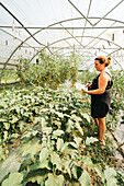 Side view of plump female gardener browsing on tablet standing against plantation with lush leaves in greenhouse