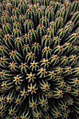 Grüner Echinopsis pachanoi Kaktus mit scharfen Stacheln wächst auf einer Plantage im Tageslicht