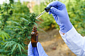 Crop view of scientist holding bottle with cannabis extract while working in pharmaceutical laboratory