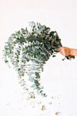 Crop unrecognizable florist demonstrating lush bunch of fresh aromatic Eucalyptus sprigs against white background
