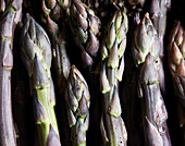 From above raw unpeeled growing purple asparagus with green stems