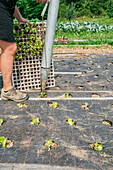 Side view of crop anonymous gardener with seedlings in container standing on covering material with growing plants on farmland