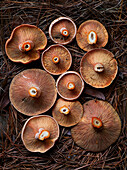 Top view of cut fresh saffron milk cap mushrooms placed on dry grass in forest