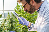 Focused male specialist wearing white robe and gloves checking hemp plants with magnifier while working in greenhouse in pharmaceutical laboratory