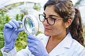 Woman scientist wearing protective gloves checking while herbal medical pill with magnifier in greenhouse in pharmaceutical laboratory